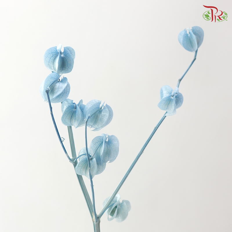 Dried Physalis - Sky Blue (Per Bunch)