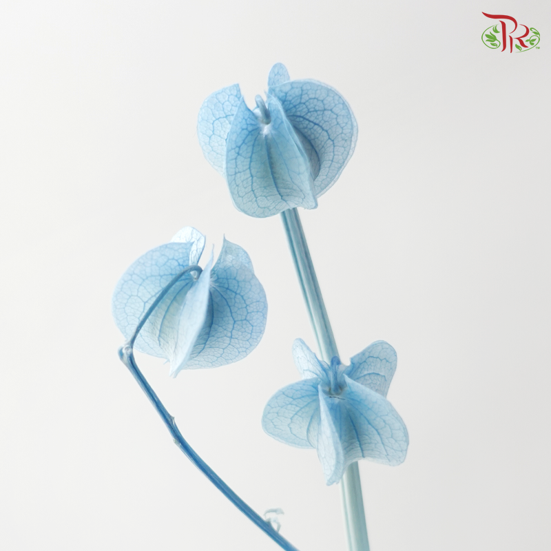Dried Physalis - Sky Blue (Per Bunch)