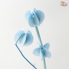 Dried Physalis - Sky Blue (Per Bunch)
