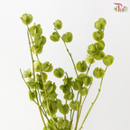 Dried Physalis - Green (Per Bunch)