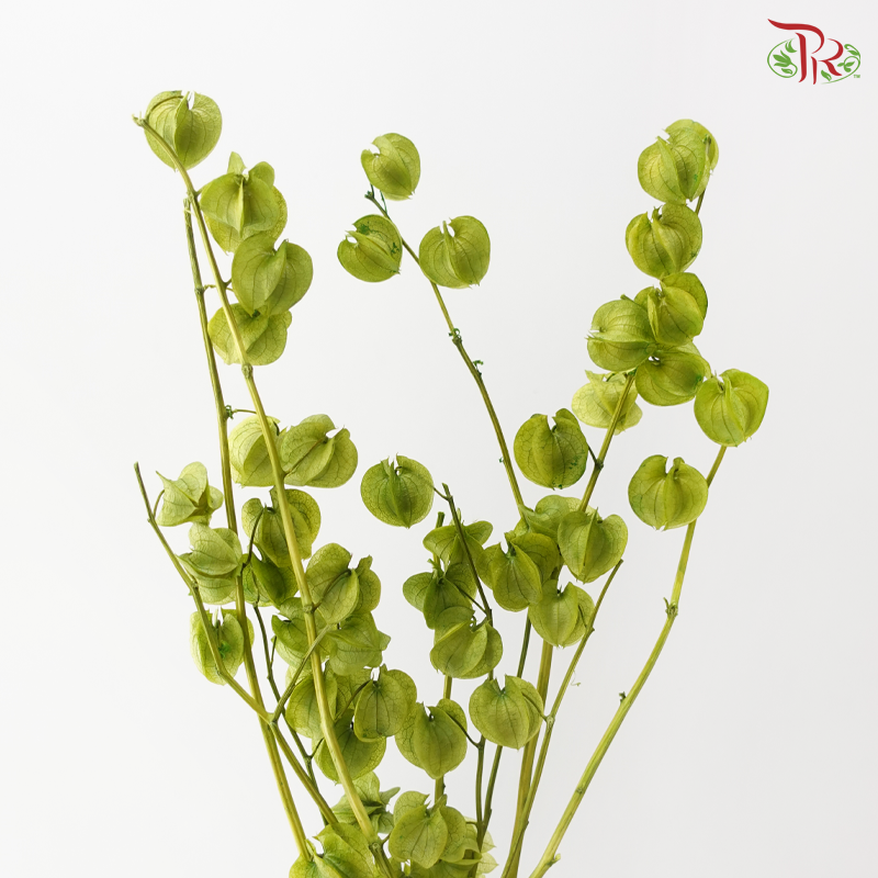 Dried Physalis - Green (Per Bunch)