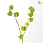Dried Physalis - Green (Per Bunch)