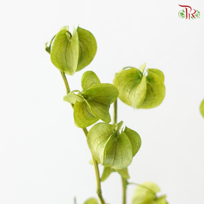 Dried Physalis - Green (Per Bunch)