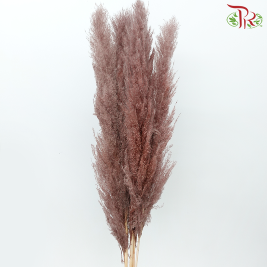 Dry Pampas 135cm - Brown (5 Stems)