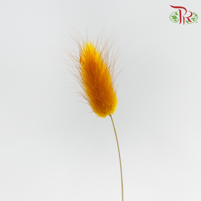 Dry Lagurus Bunny Tail - Copper Brown