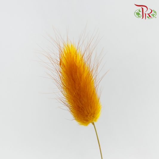 Dry Lagurus Bunny Tail - Copper Brown