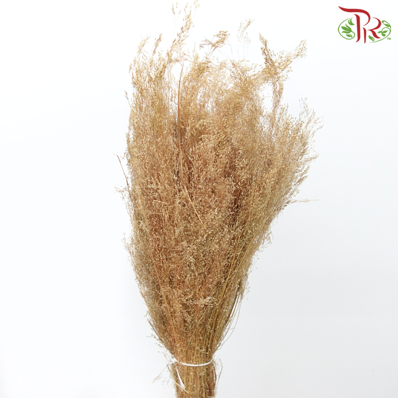 Dry Agrostis (Per Bunch) - Pudu Ria Florist