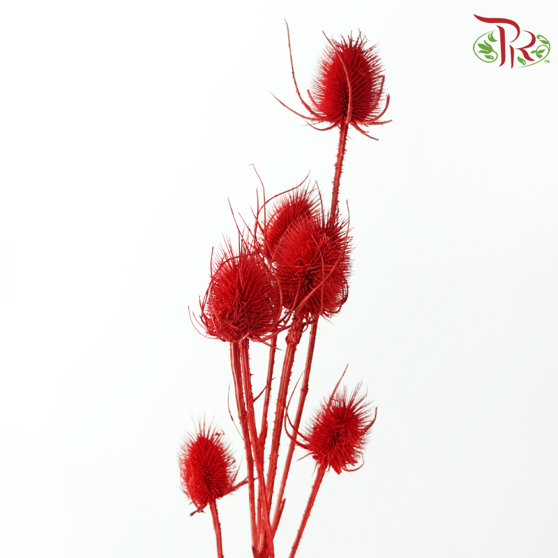 Dry Avena - Red (Per Bunch)