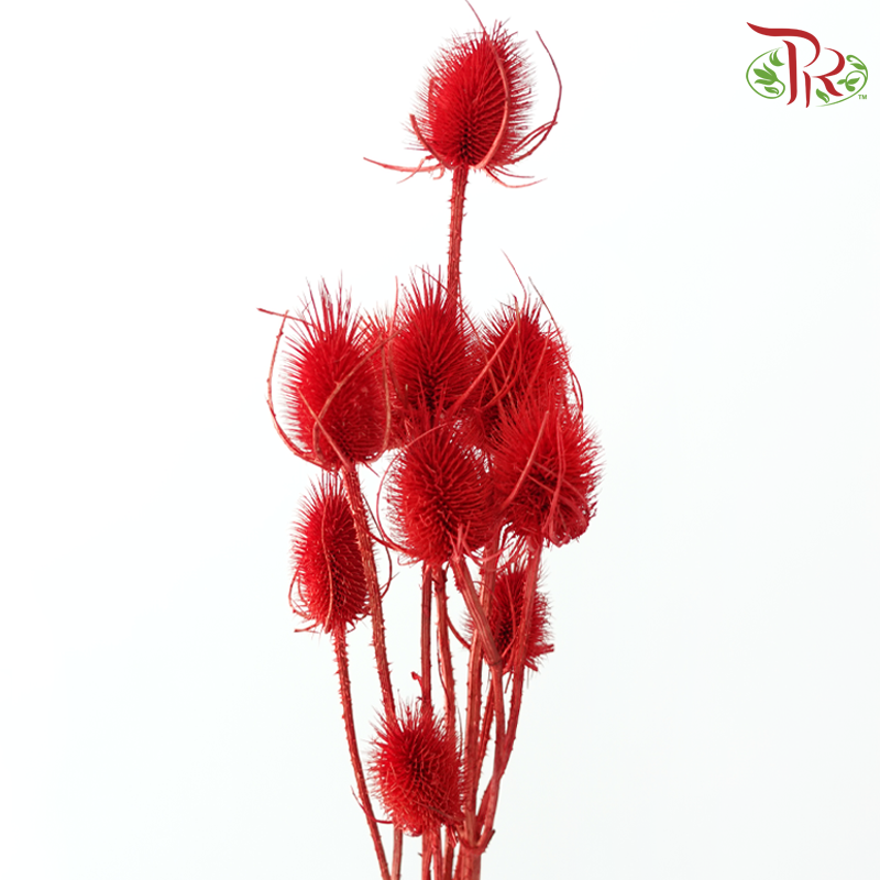 Dry Avena - Red (Per Bunch)