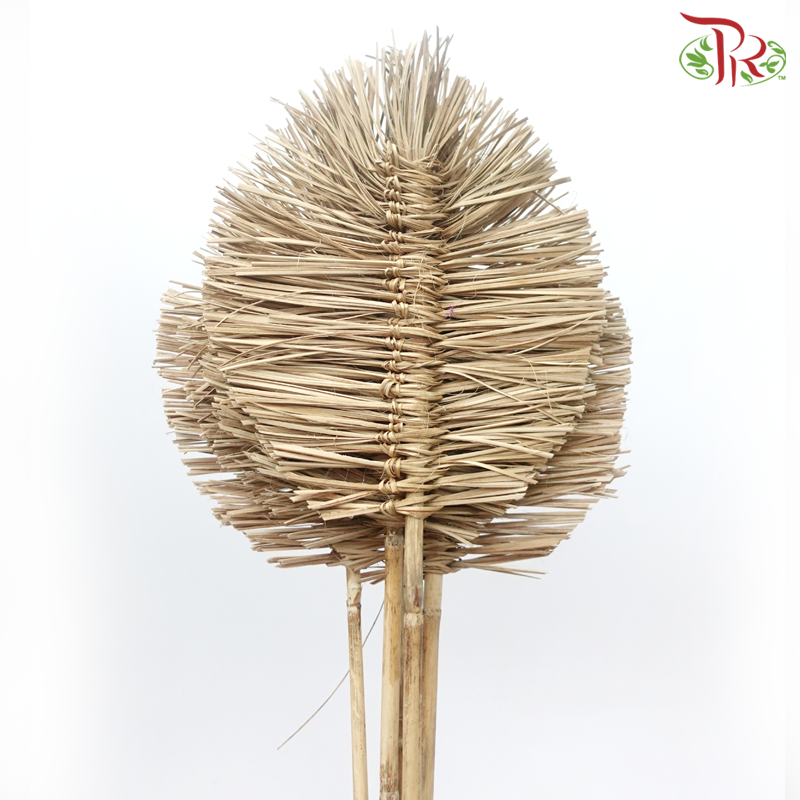 Dry Bamboo Boho Cana Leaf Natural - 25cm (5 Stems)