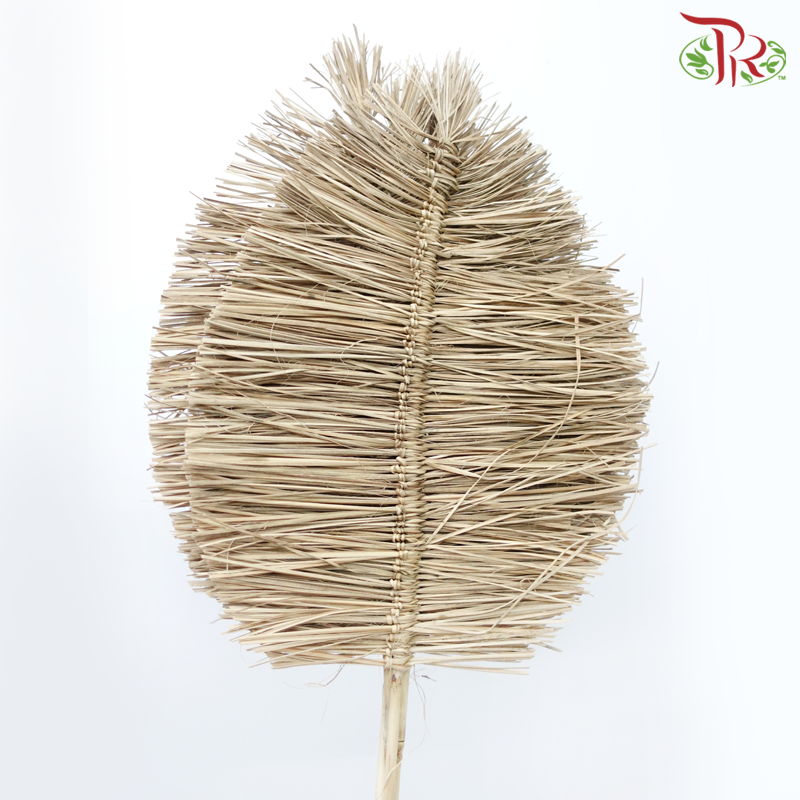 Dry Bamboo Boho Cana Leaf Natural - 55cm (5 Stems)