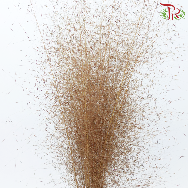 Dry Bleached Muhly Grass - Brown (Per Bunch)