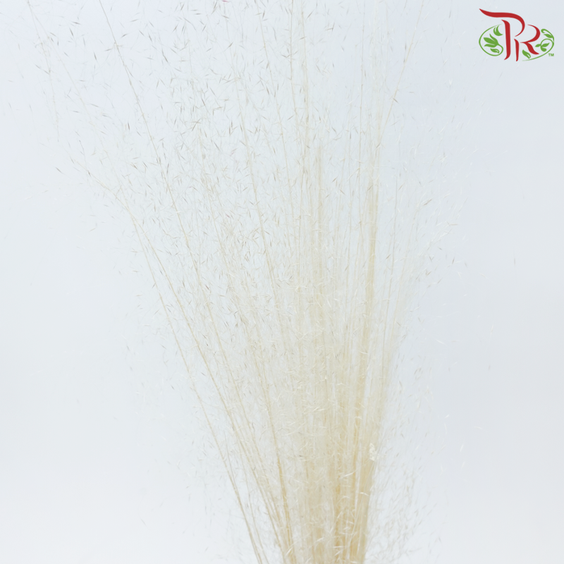 Dry Bleached Muhly Grass - White (Per Bunch)