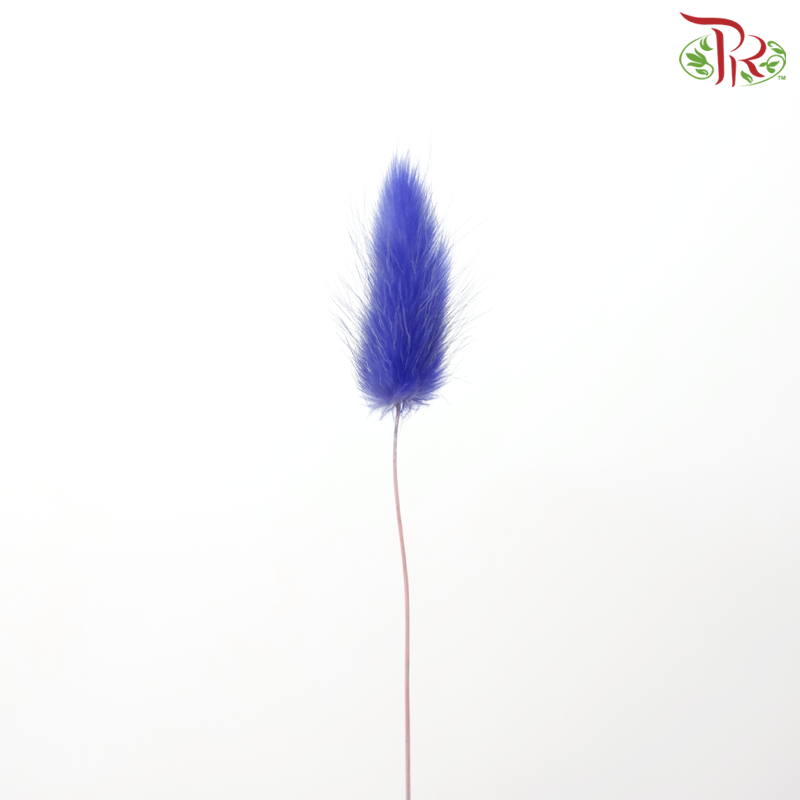 Dry Lagurus Bunny Tail - Purplish Blue (Per Bunch)