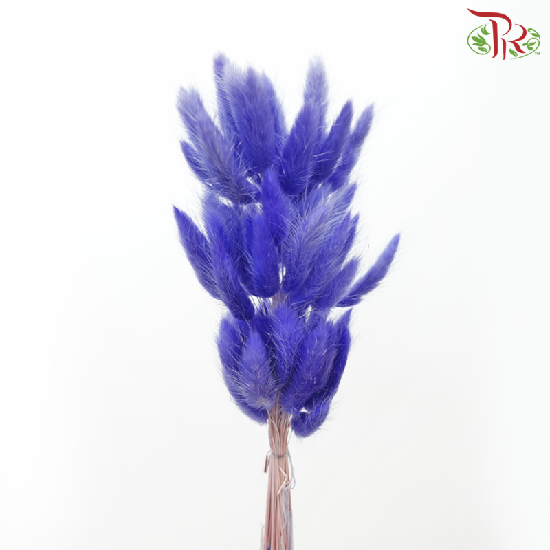 Dry Lagurus Bunny Tail - Purplish Blue (Per Bunch)