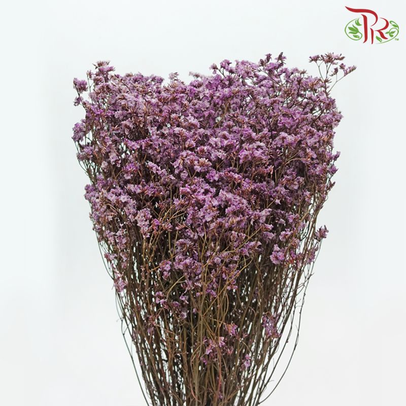 Dried Caspia - Purple (Per Bunch) - Pudu Ria Florist