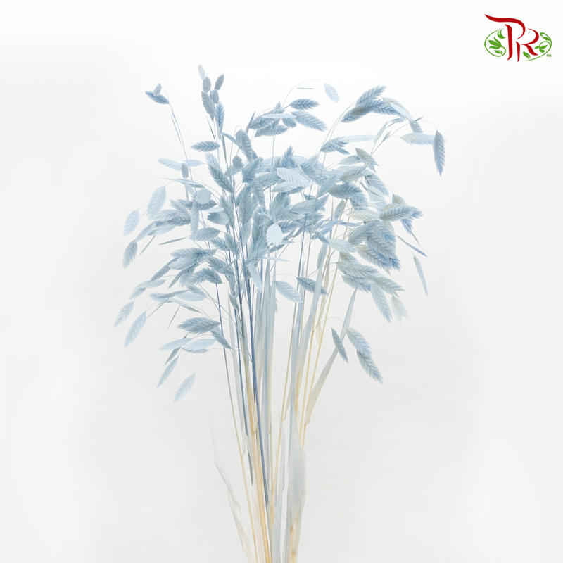Dry Chasmanthium - Baby Blue (Per Bunch) - Pudu Ria Florist