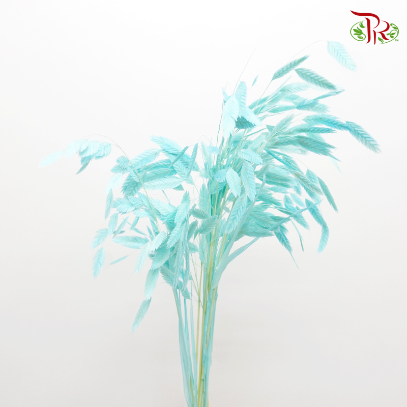 Dry Chasmanthium - Turquoise (Per Bunch) - Pudu Ria Florist