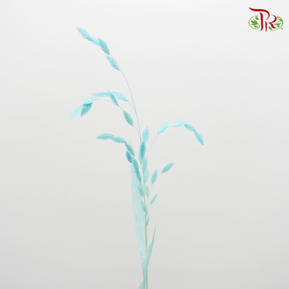 Dry Chasmanthium - Turquoise (Per Bunch) - Pudu Ria Florist