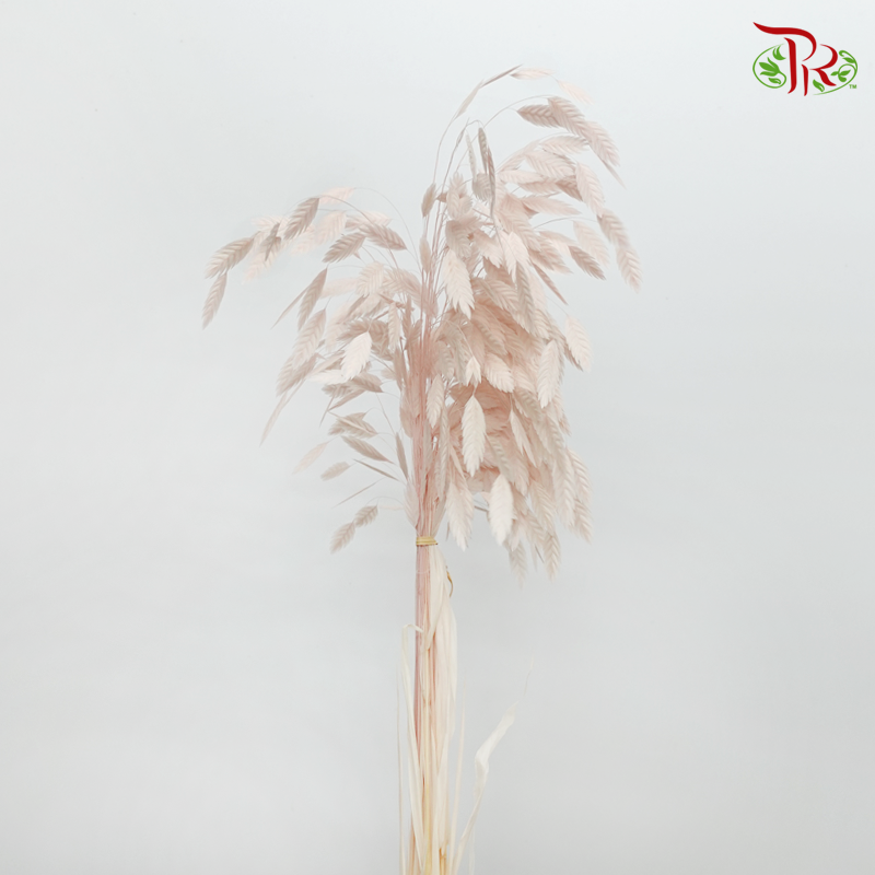 Dry Chasmanthium - Baby Pink (Per Bunch) - Pudu Ria Florist
