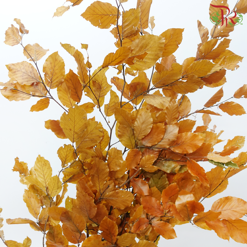 Dried Copperbeech Fagus - Yellow (Per Bunch)