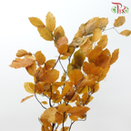 Dried Copperbeech Fagus - Yellow (Per Bunch)