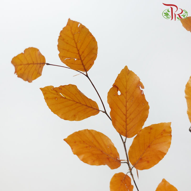Dried Copperbeech Fagus - Yellow (Per Bunch)