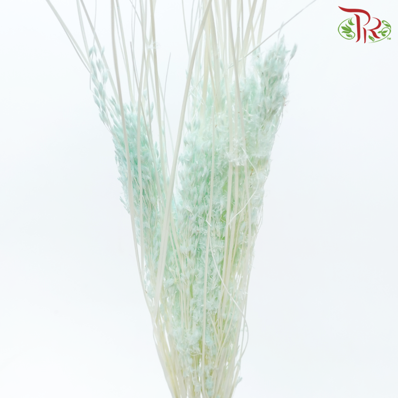 Dry Couch Grass - Light Turquoise (Per Bunch)