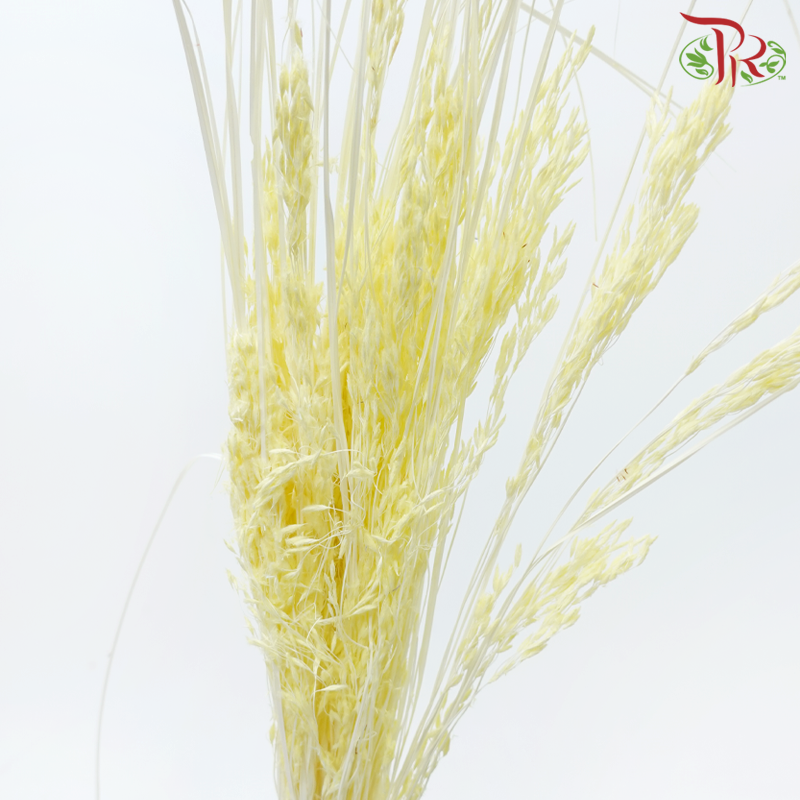 Dry Couch Grass - Light Yellow (Per Bunch)