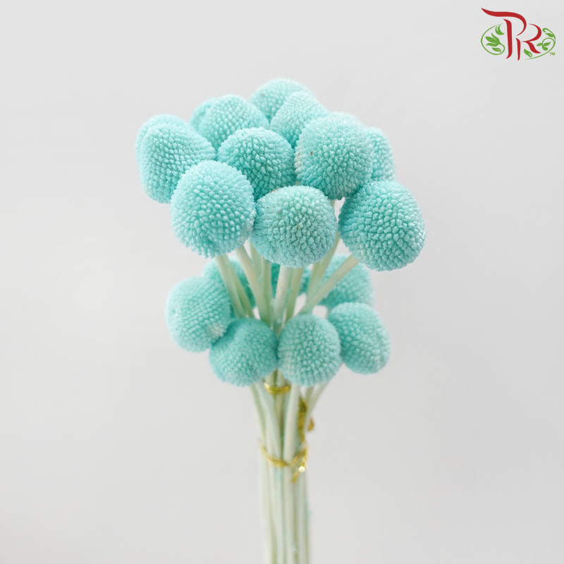 Craspedia Preservative - Turquoise (Per Bunch)