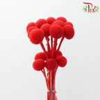 Craspedia Preserved - Red (Per Bunch)
