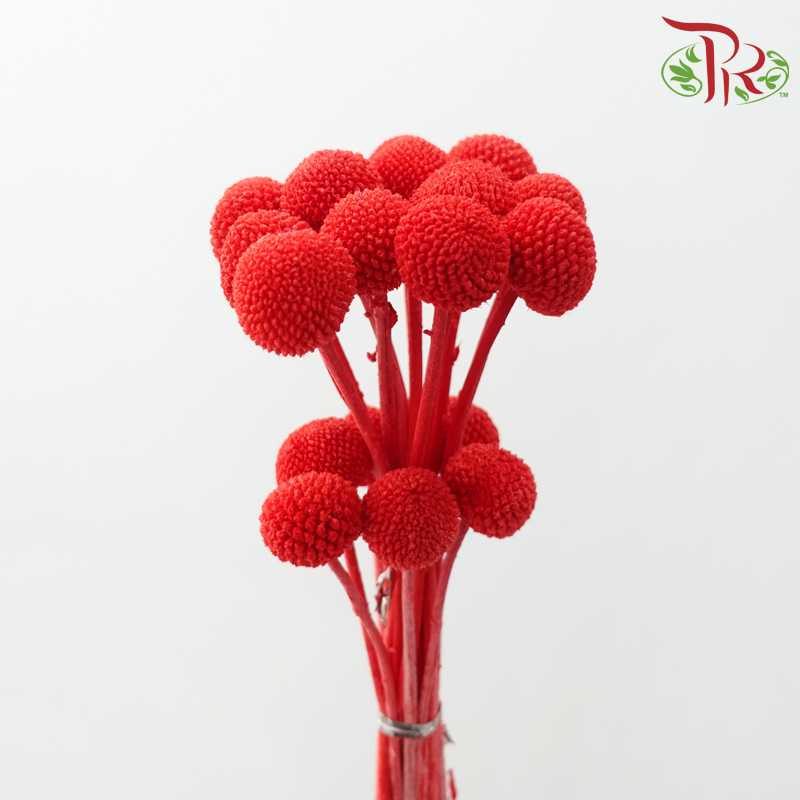 Craspedia Preserved - Red (Per Bunch)