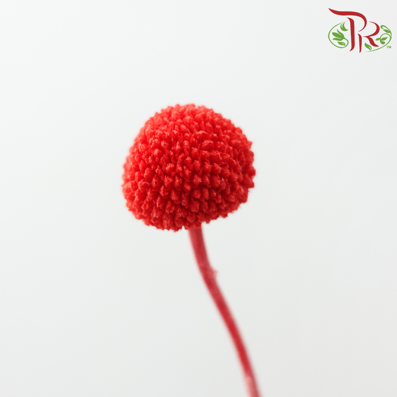 Craspedia Preserved - Red (Per Bunch)