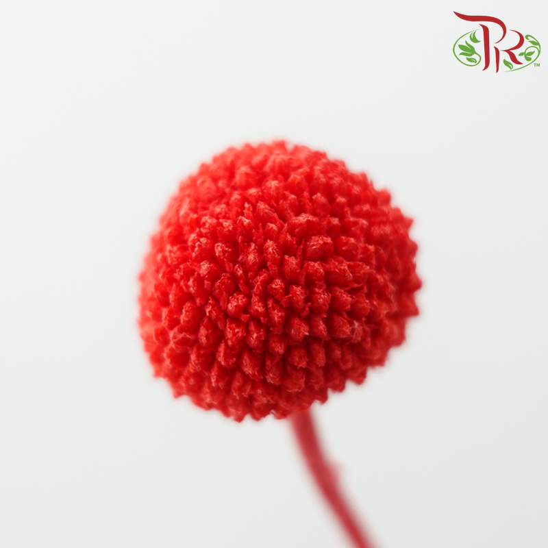 Craspedia Preserved - Red (Per Bunch)