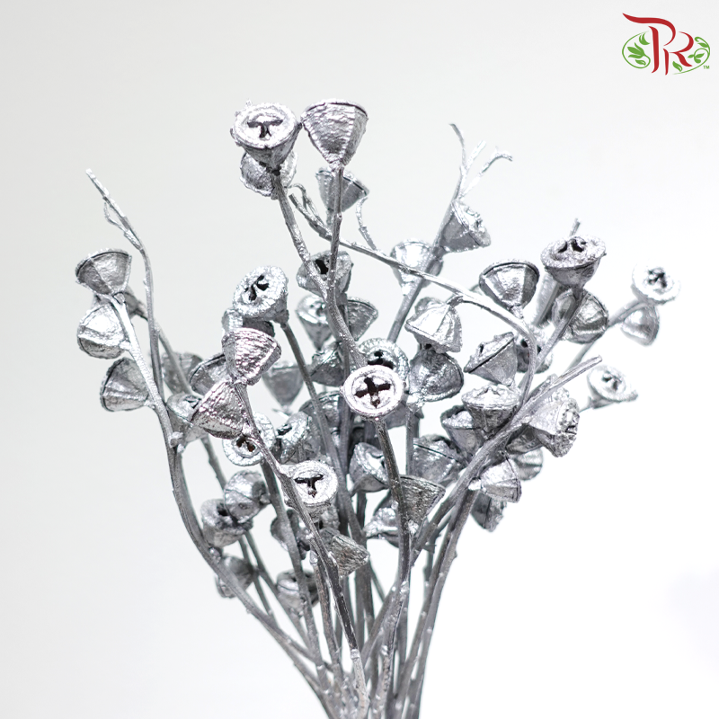 Dried Eucalyptus Nut - Dyed Silver (Per Bunch)
