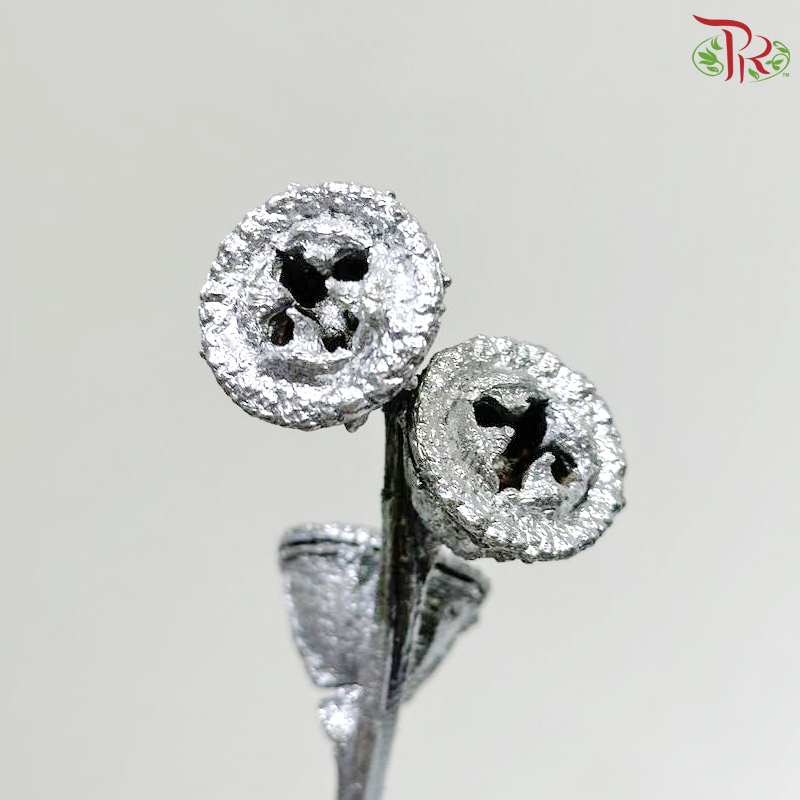 Dry Eucalyptus Nut - Dyed Silver (Per Bunch)