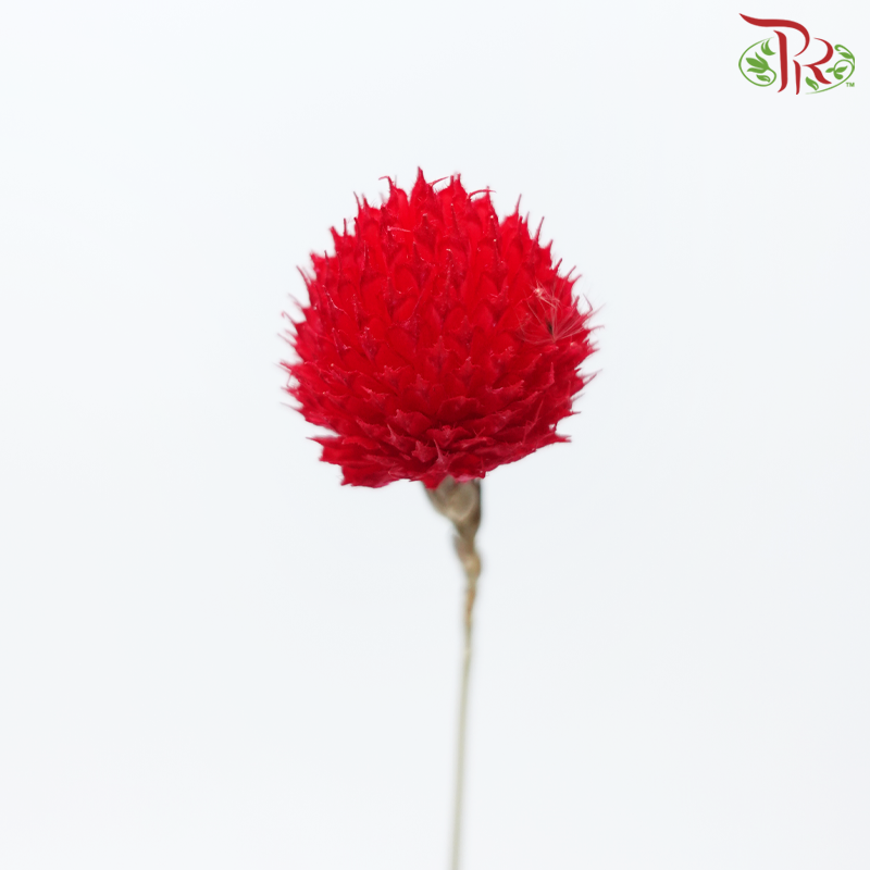 Dried Gomphrena - Red (Per Bunch)