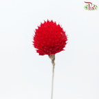Dried Gomphrena - Red (Per Bunch)