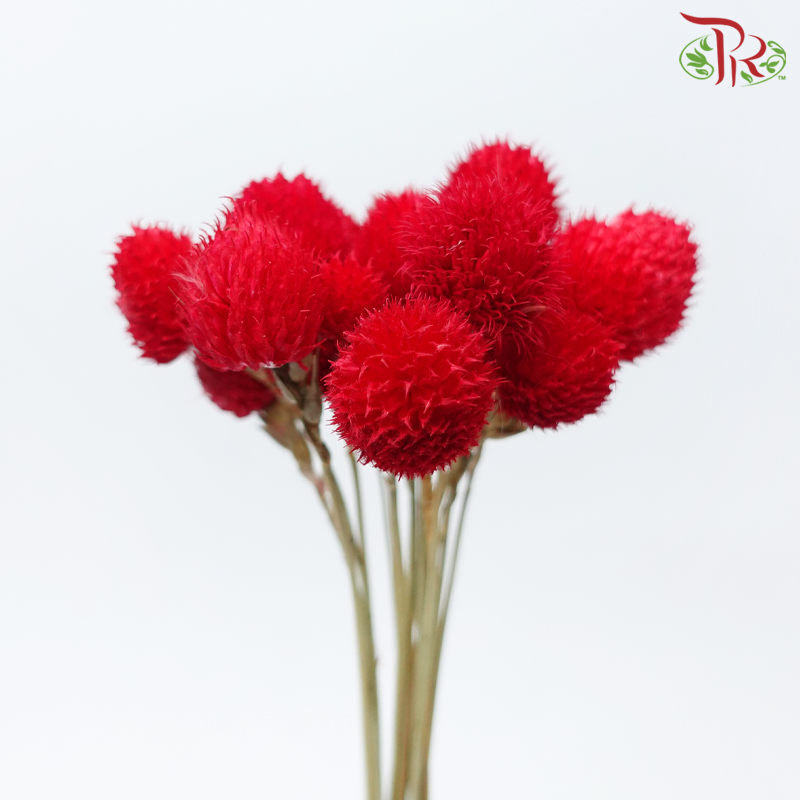 Dry Gomphrena - Red (Per Bunch)