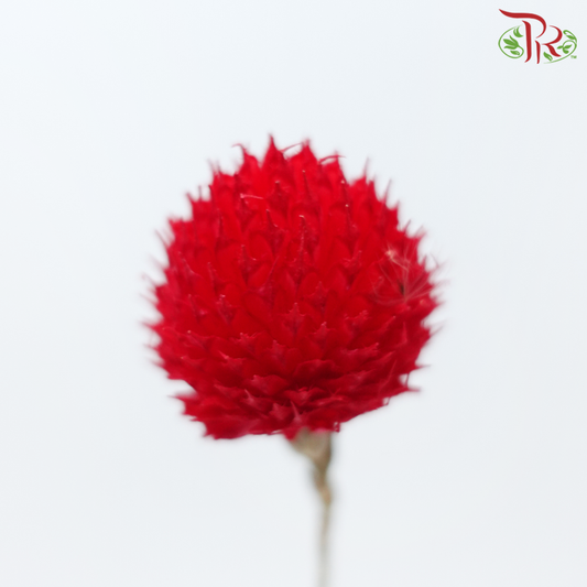 Dry Gomphrena - Red (Per Bunch)