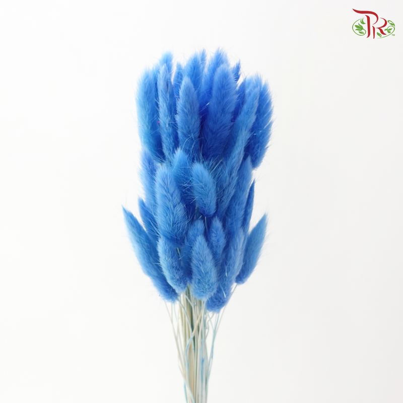Dried Lagurus Bunny Tail - Azure Blue (Per Bunch)