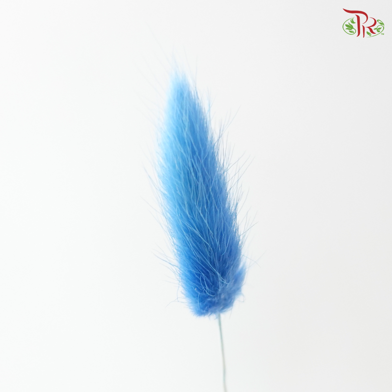 Dried Lagurus Bunny Tail - Azure Blue (Per Bunch)