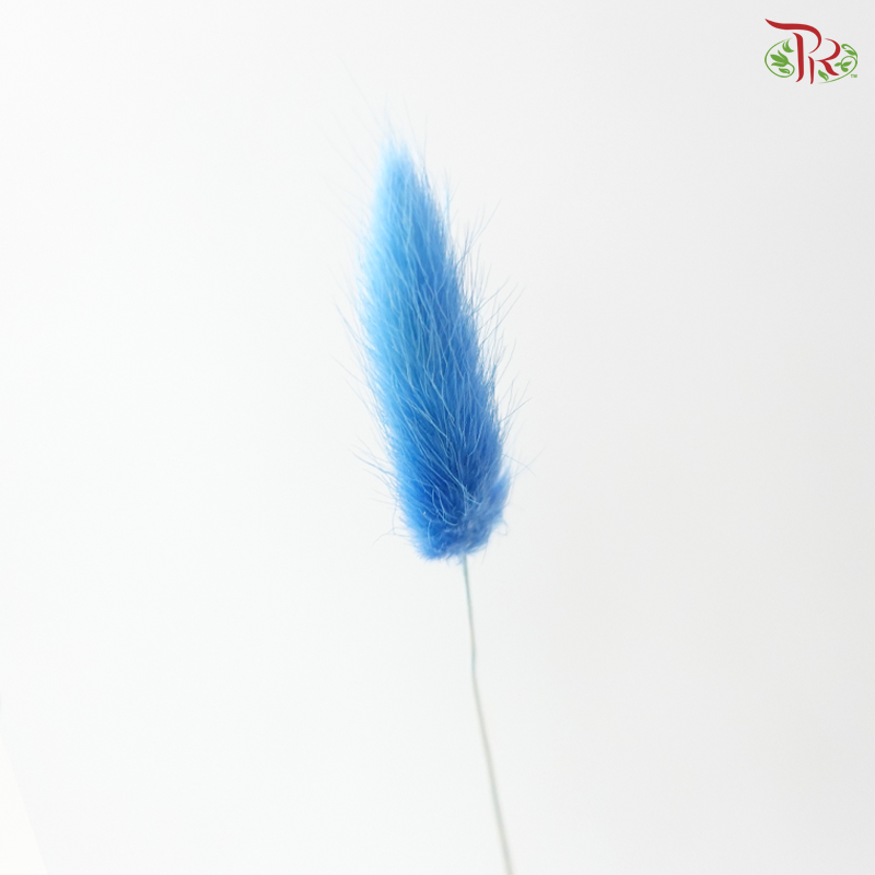 Dried Lagurus Bunny Tail - Azure Blue (Per Bunch)