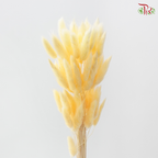 Dried Lagurus Bunny Tail - Butter Yellow (Per Bunch)