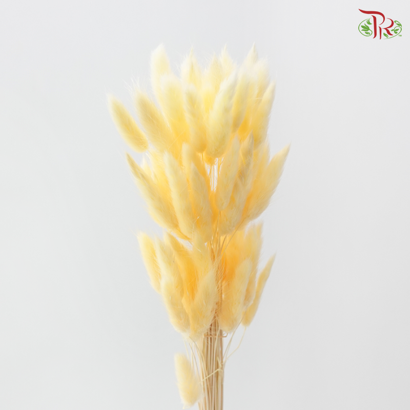 Dried Lagurus Bunny Tail - Butter Yellow (Per Bunch)