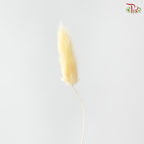 Dried Lagurus Bunny Tail - Butter Yellow (Per Bunch)