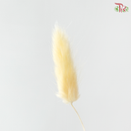 Dried Lagurus Bunny Tail - Butter Yellow (Per Bunch)