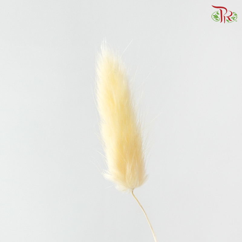 Dried Lagurus Bunny Tail - Butter Yellow (Per Bunch)
