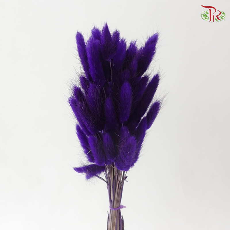 Dried Lagurus Bunny Tail - Dark Purple (Per Bunch)