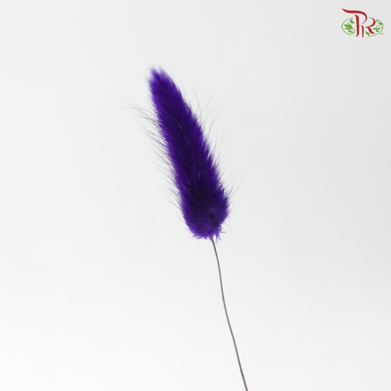 Dried Lagurus Bunny Tail - Dark Purple (Per Bunch)
